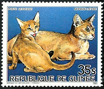 Cats & Dogs 1985