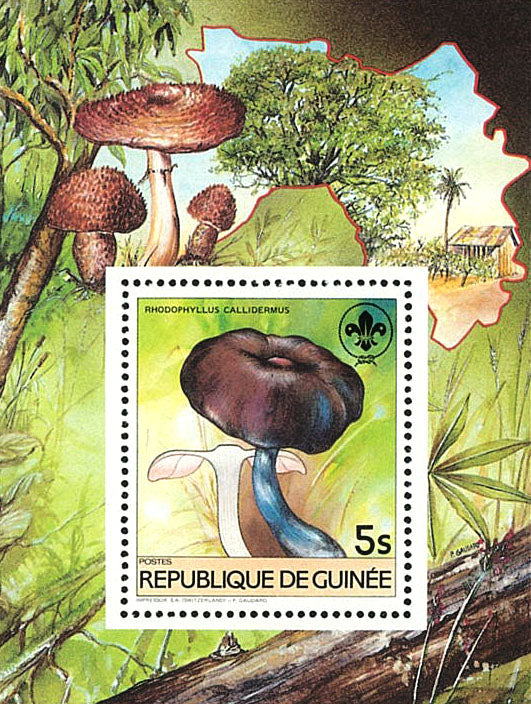 Fauna & Flora : Mushrooms & Scouting
