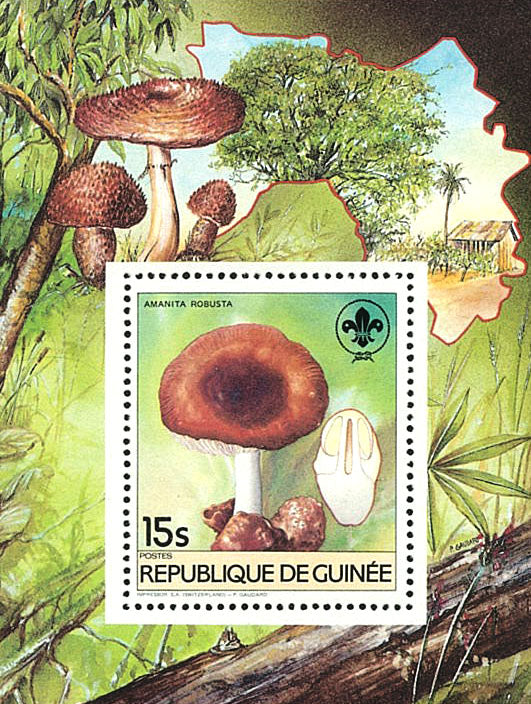 Fauna & Flora : Mushrooms & Scouting
