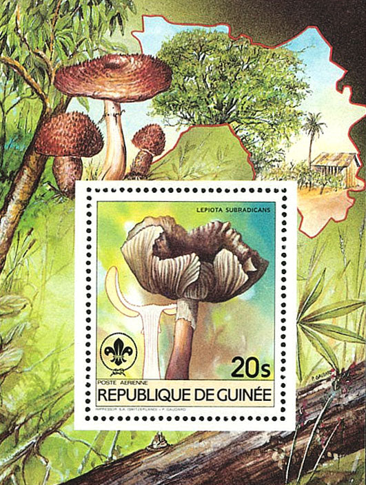 Fauna & Flora : Mushrooms & Scouting