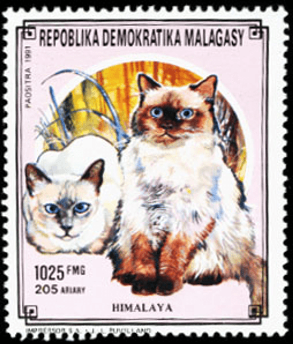 Domestic animals