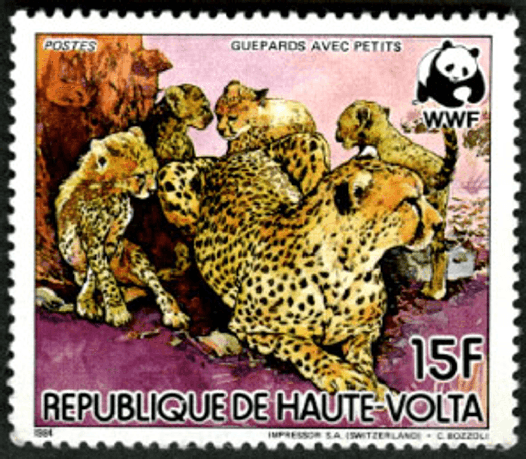 Haute Volta , Animals /Cheetah