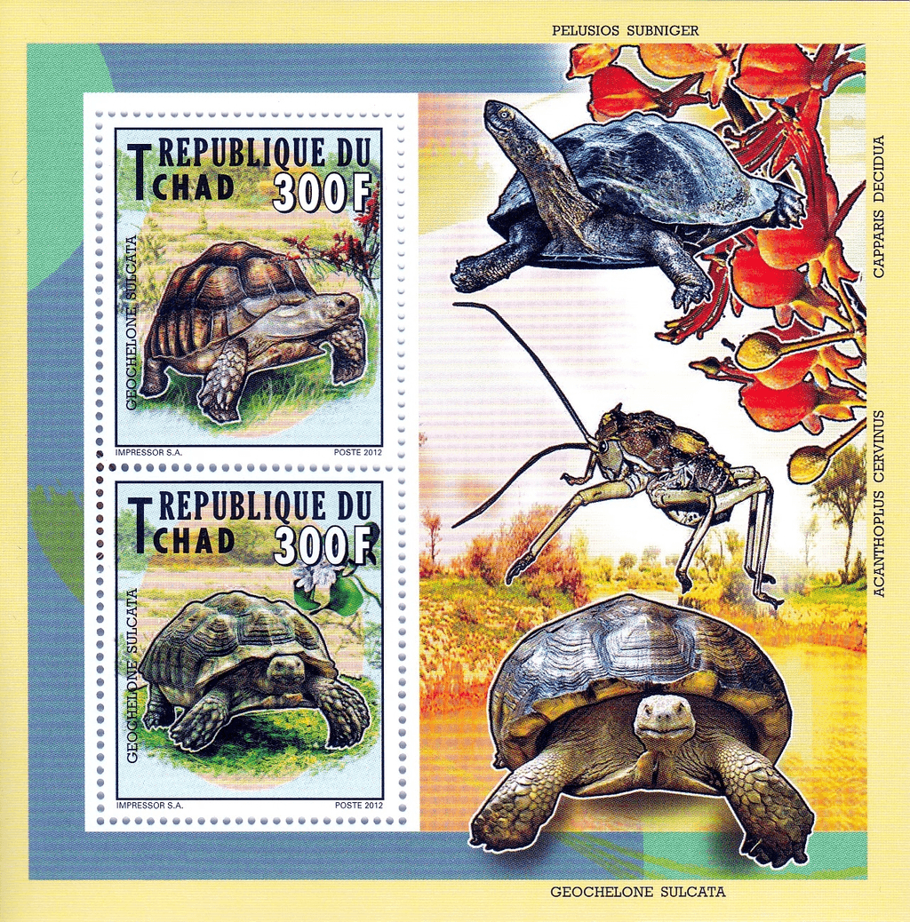 Tortles