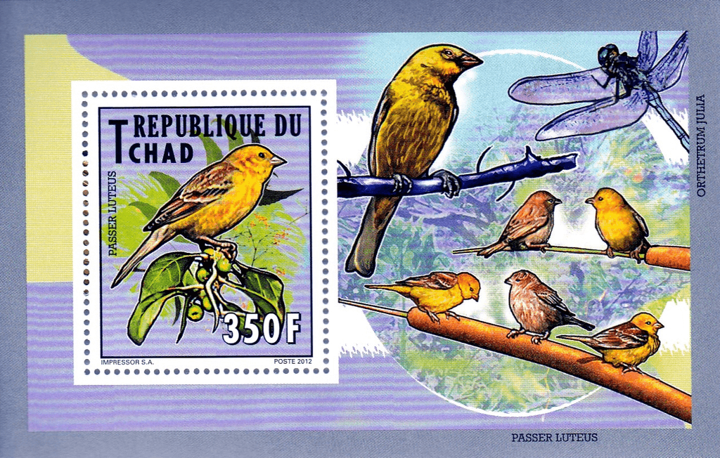 Indigenous Birds 2012
