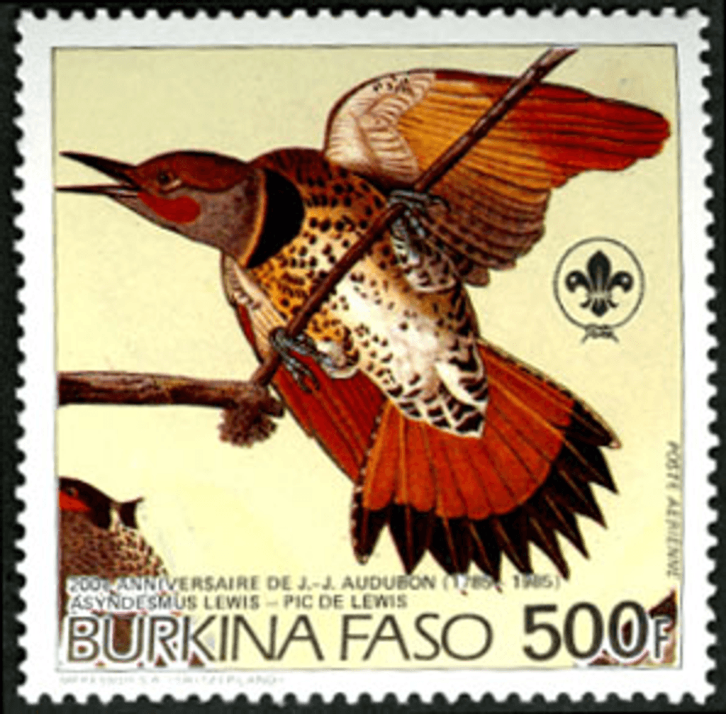 Birds from "JJ Audubon"