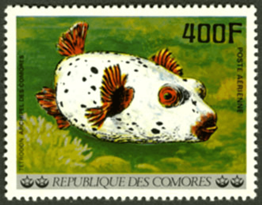 Aquatic Wildlife - Fish