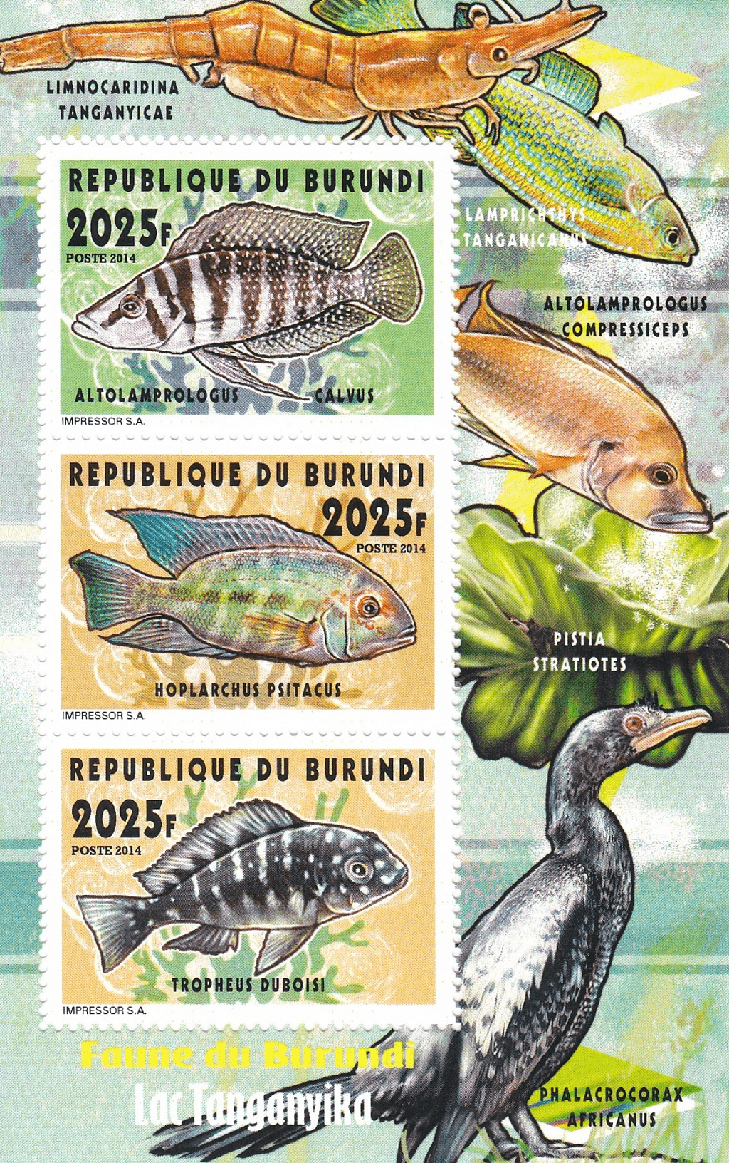 Fish Lake Tanganyika 2025f