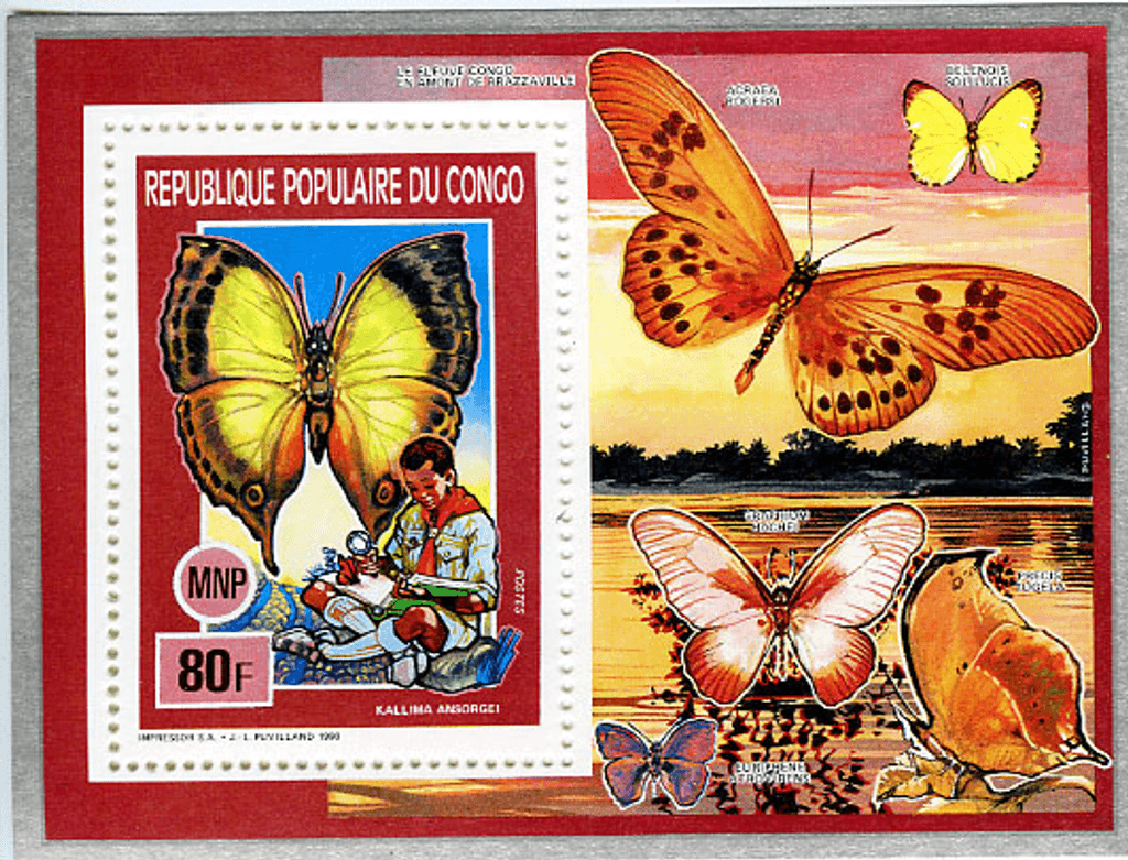 Scouting , Mushrooms & Butterflies