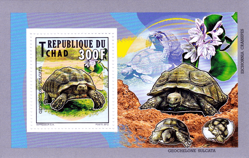 Tortles