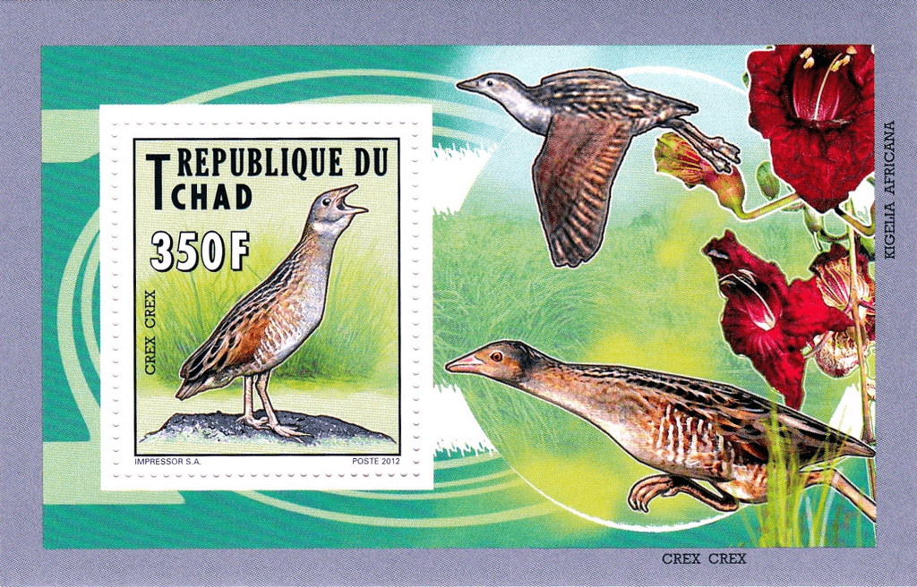 Native Bird 2012