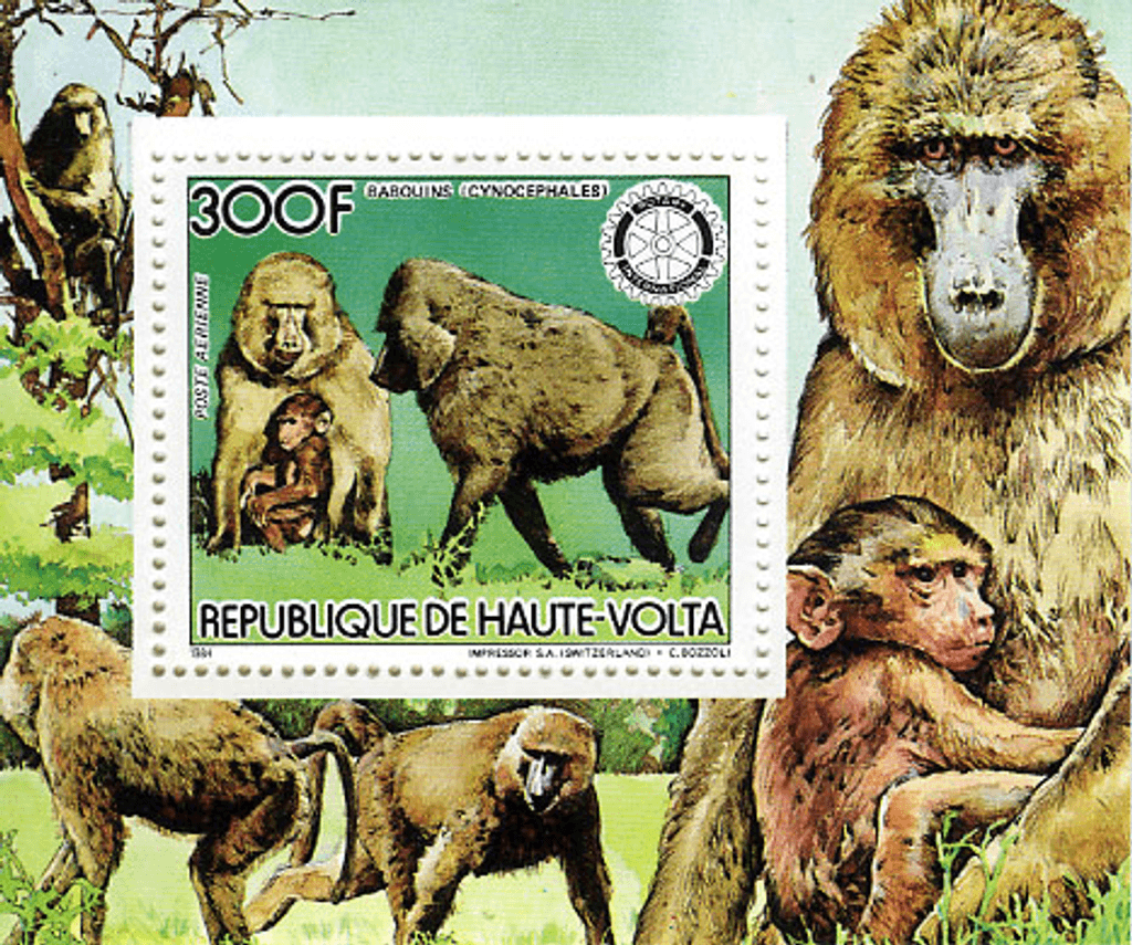 Fauna , Animals Monkeys / Falcon