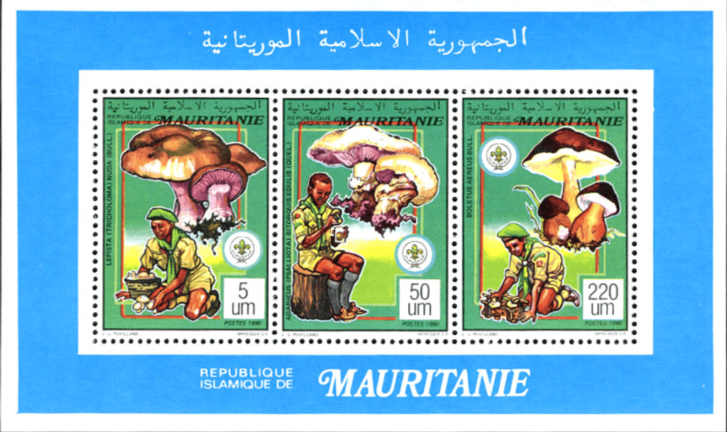 Scouting & Mushrooms