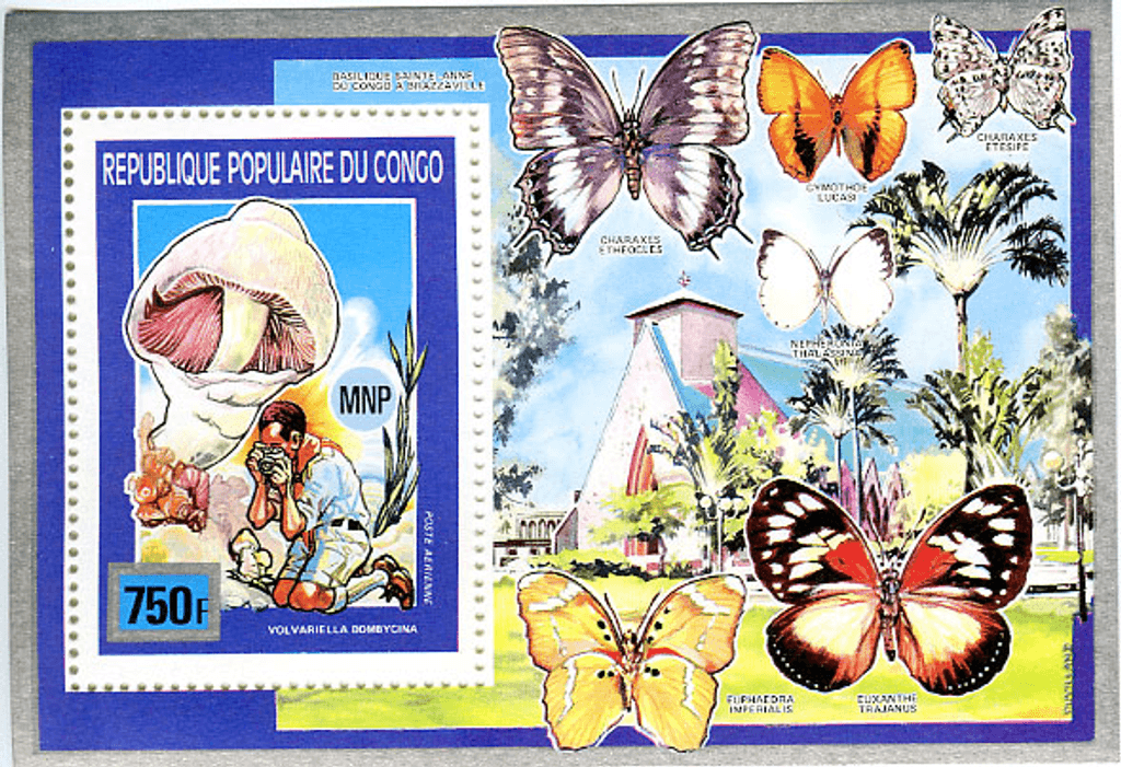 Scouting , Mushrooms & Butterflies