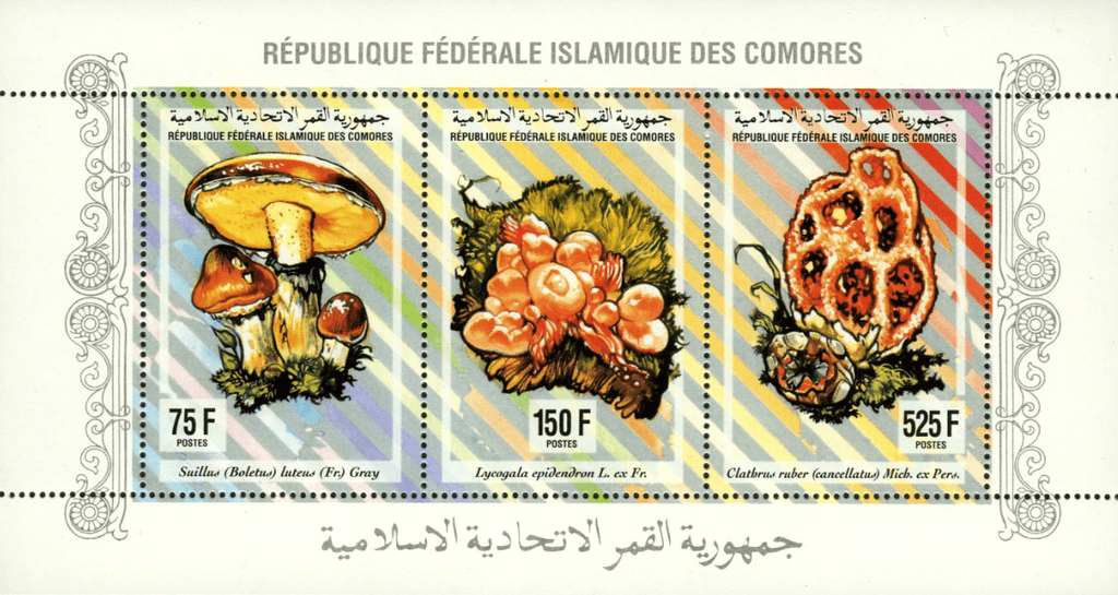Flowers, fruit and mushrooms