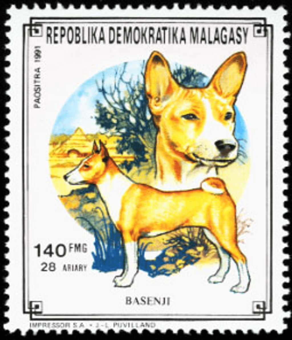 Domestic animals