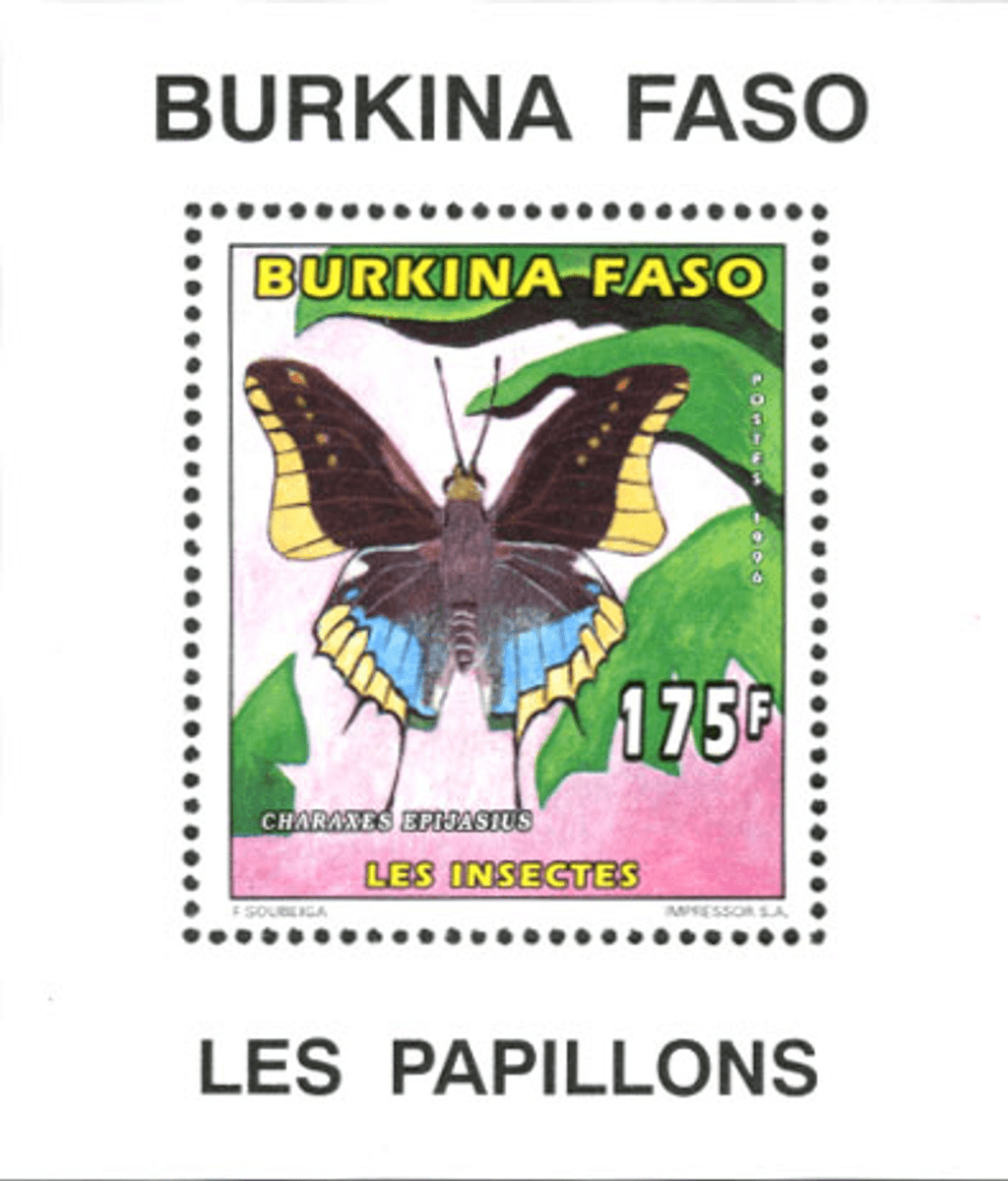 Butterflies / Insect