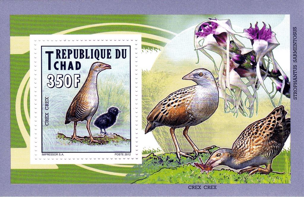 Native Bird 2012