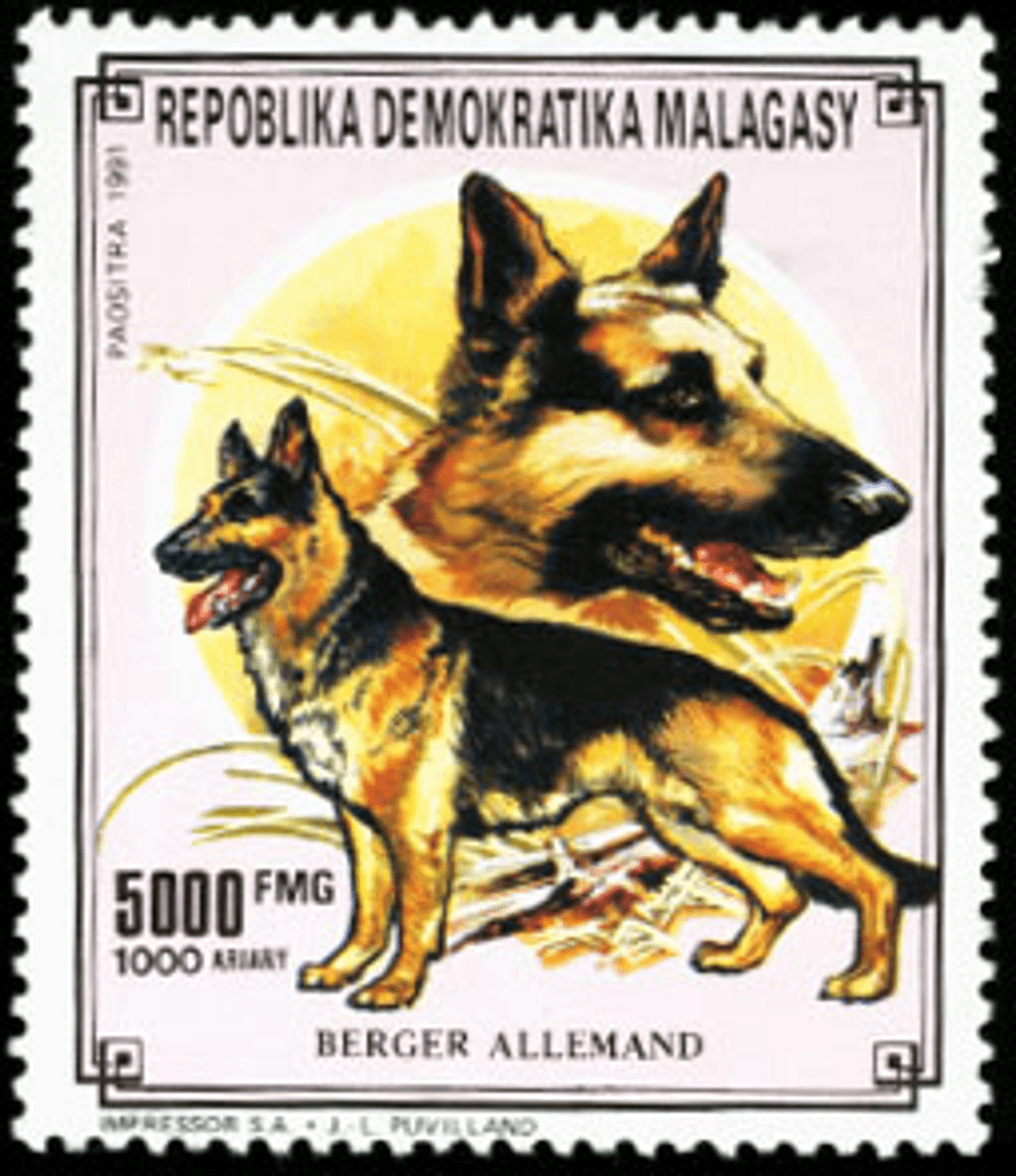 Domestic animals