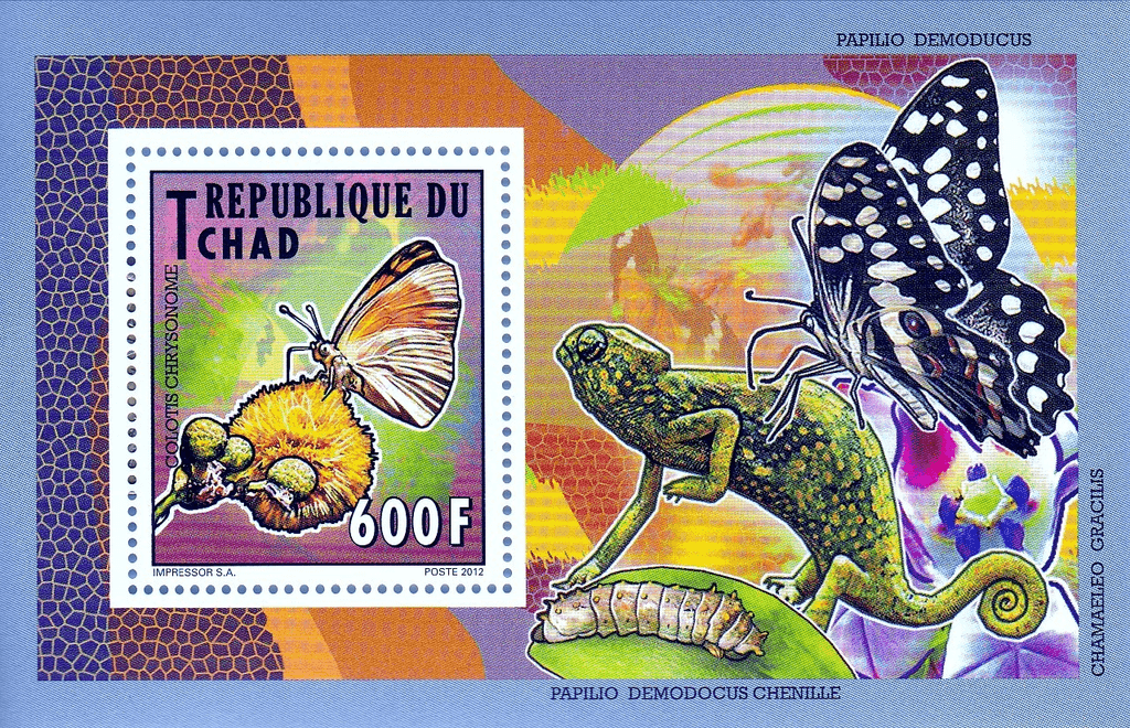 Native Butterflies 2012