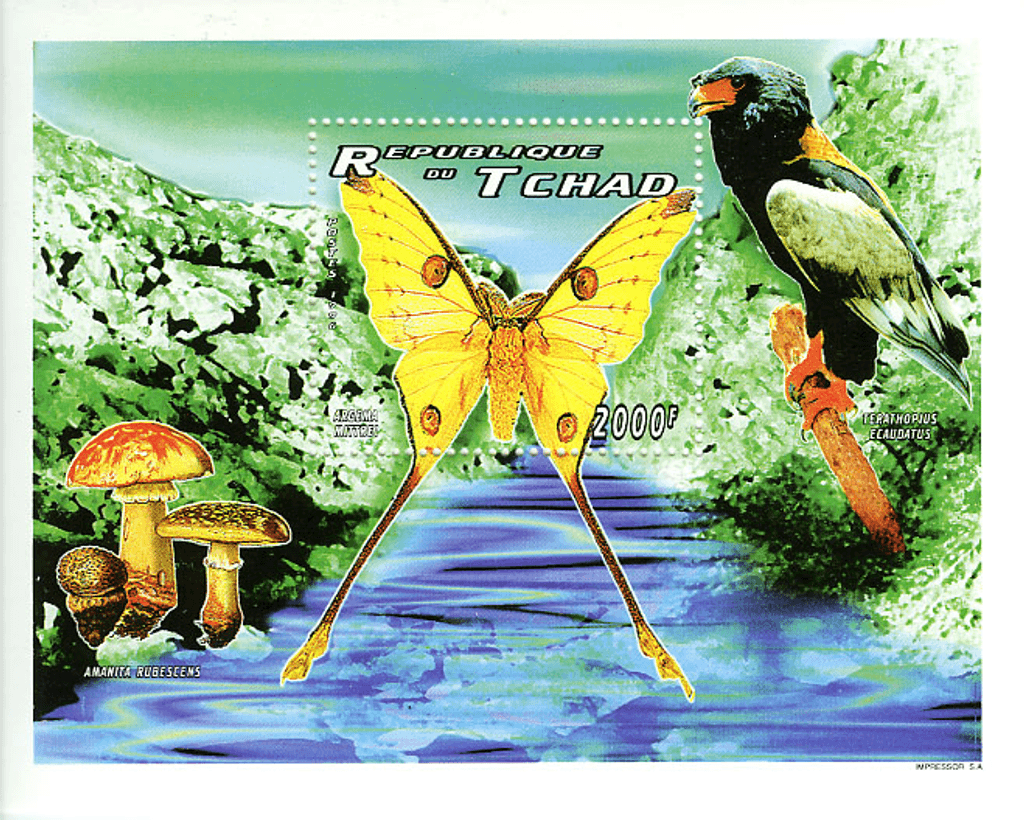 Minerals & Butterflies