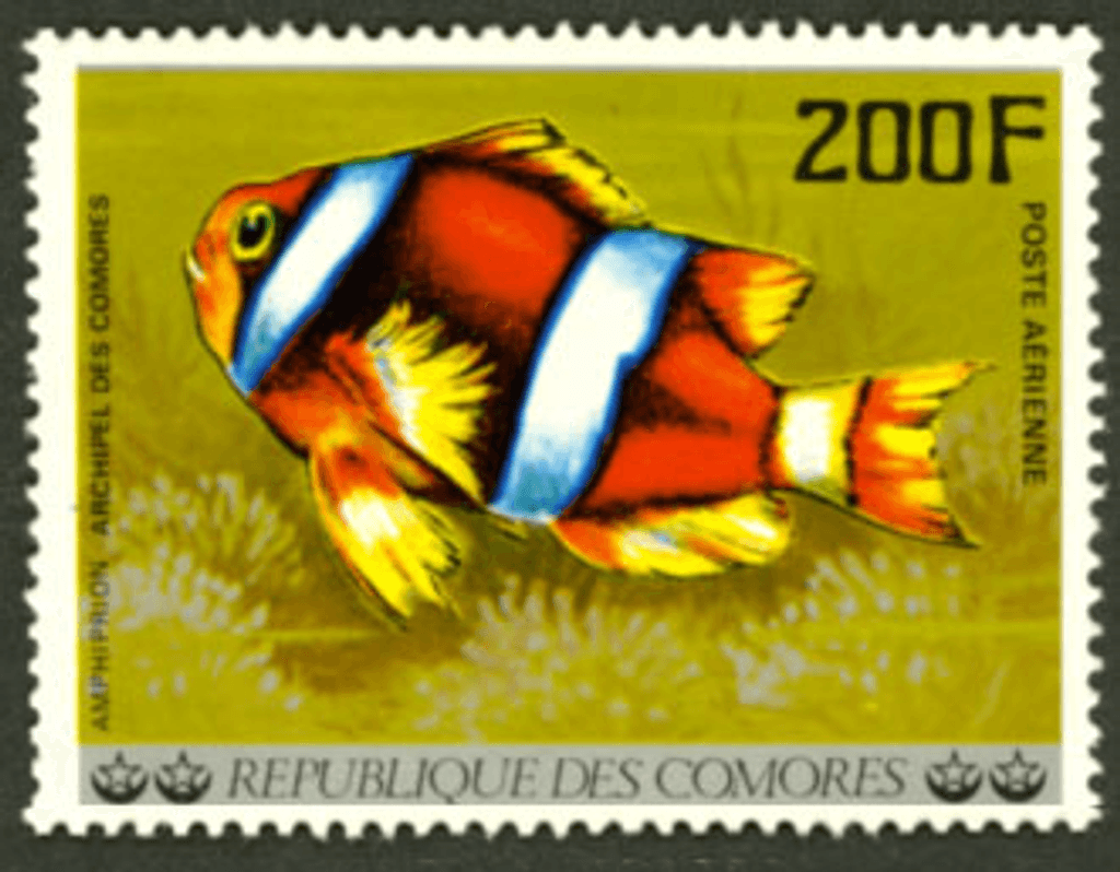 Aquatic Wildlife - Fish