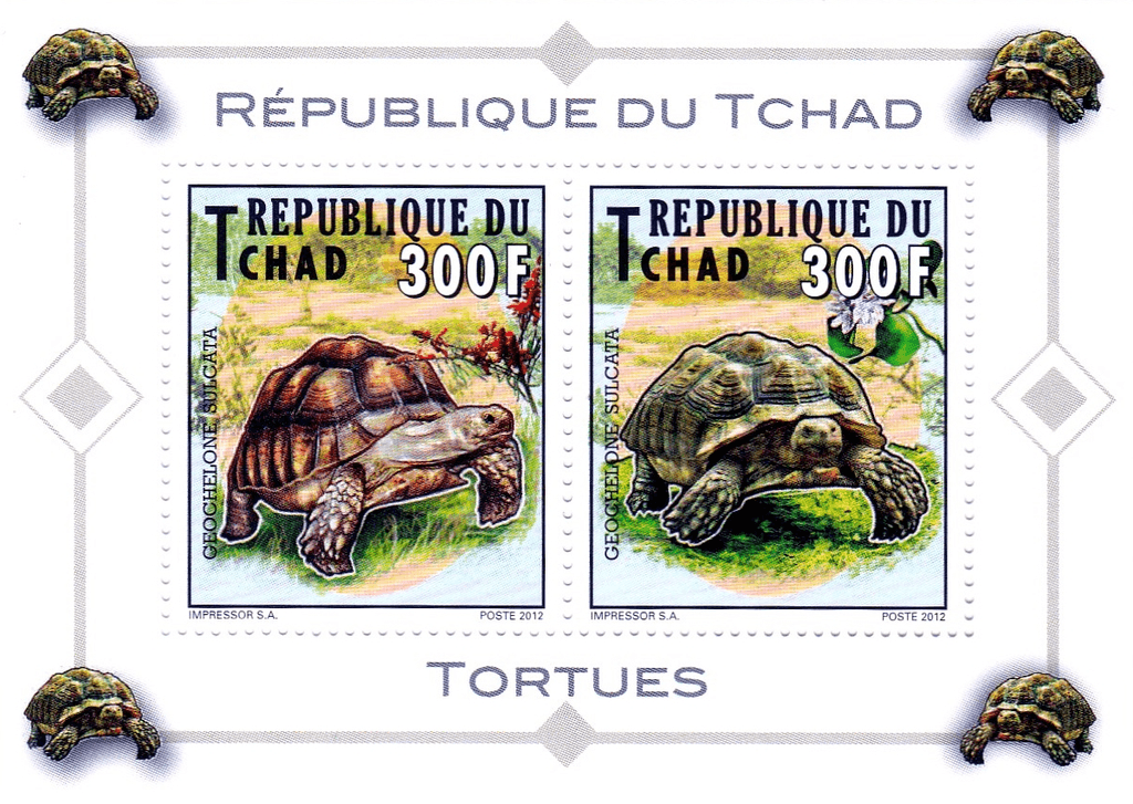Tortles