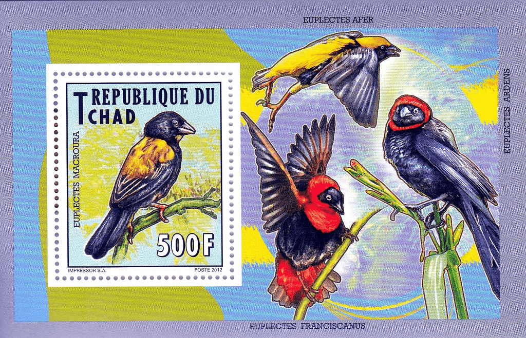 Indigenous Birds 2012