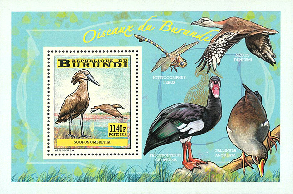 Fauna & Flora : Birds