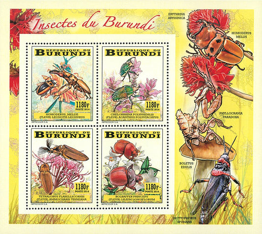Fauna & Flora : Coleoptera