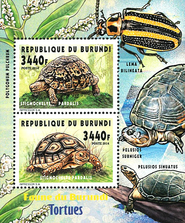 Fauna & Flora : Turtles