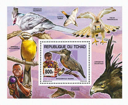 Scouting & Birds-Mushrooms