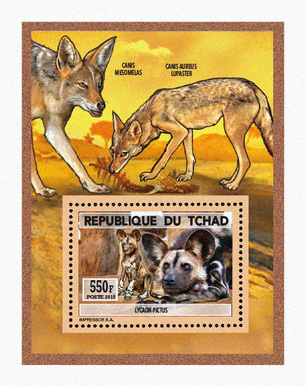 Natural History / Wild Dogs