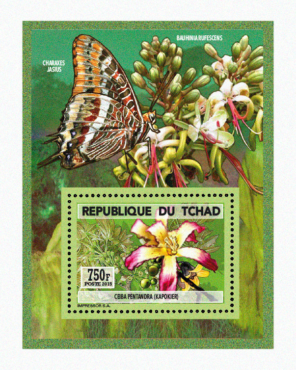 Natural History / Wild Flowers