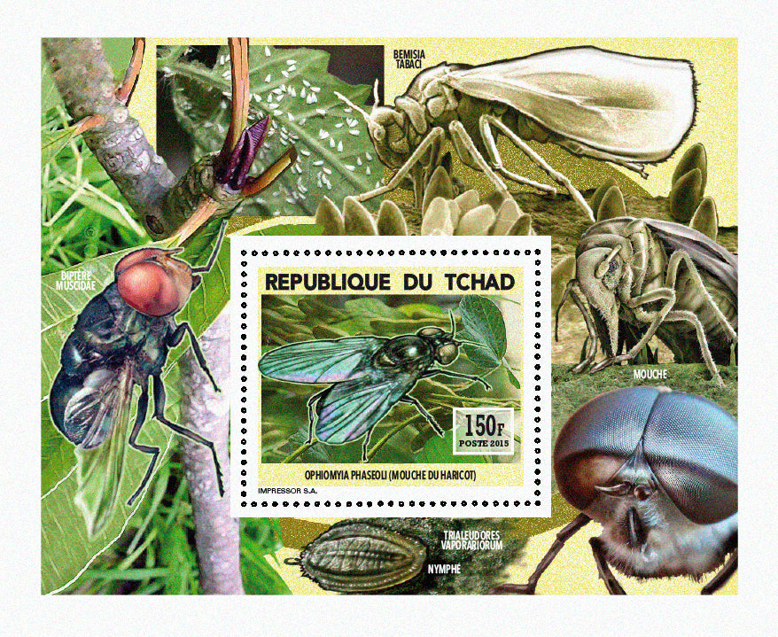 Insects and Birds / Flies