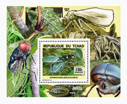 Insects and Birds / Flies