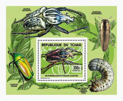 Insects and Birds / Coleoptera