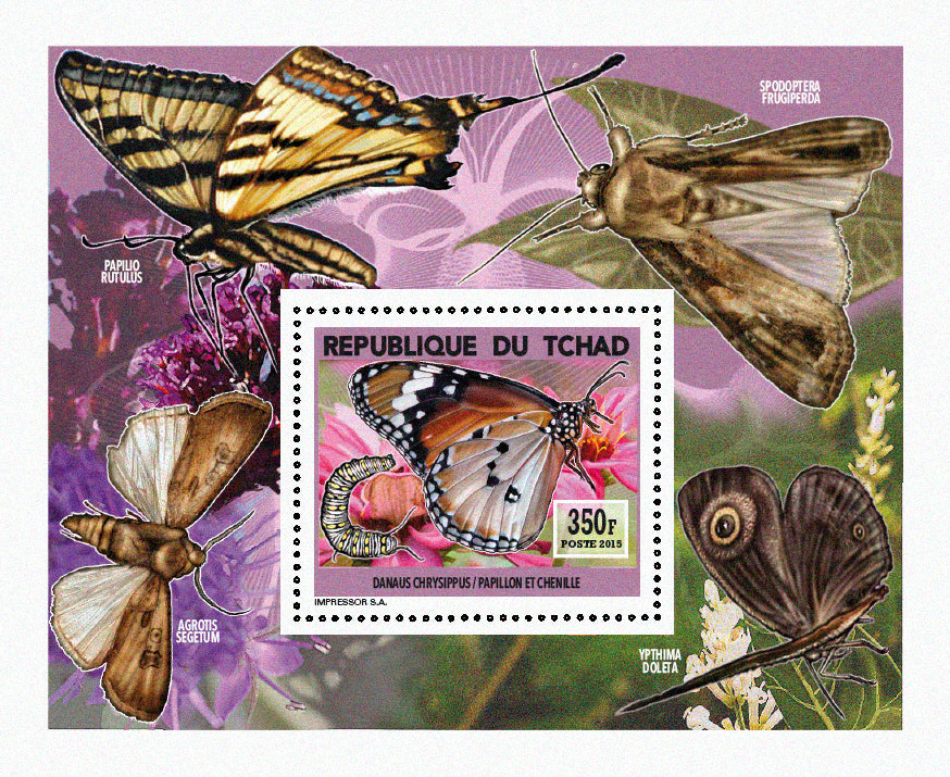 Insects and Birds  / Butterflies