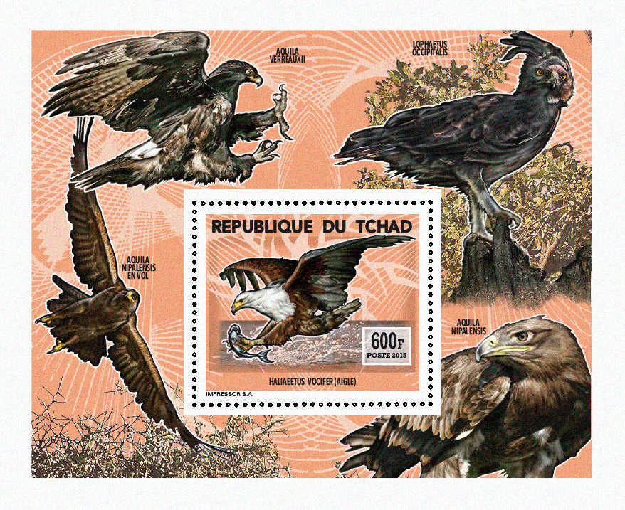 Insects and Birds  / Raptors 600f