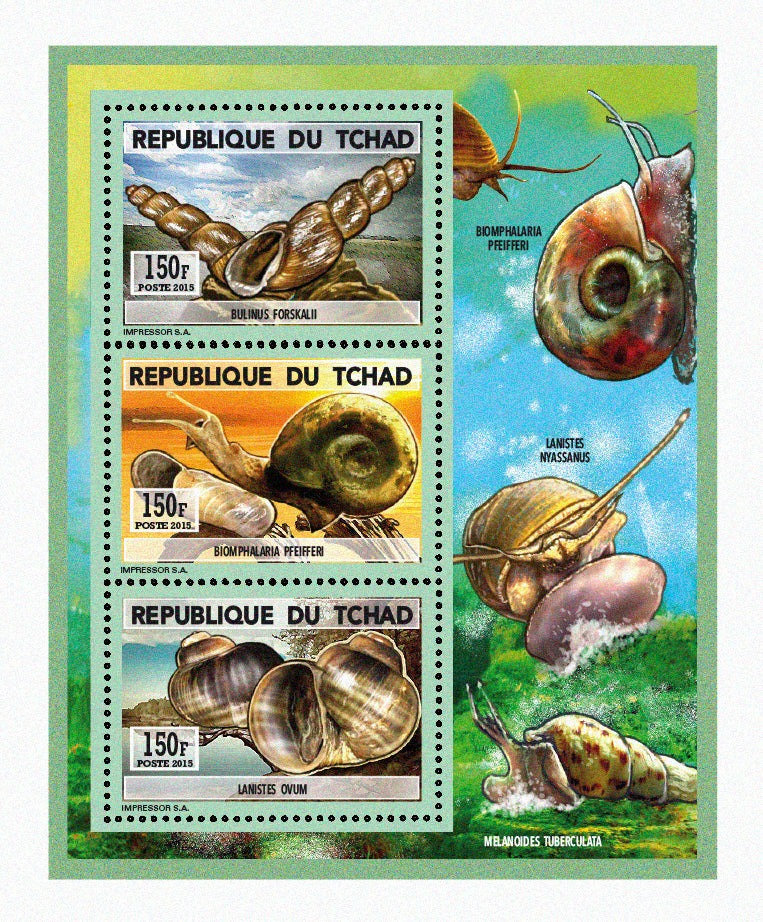 Natural History / Shellfish & snails