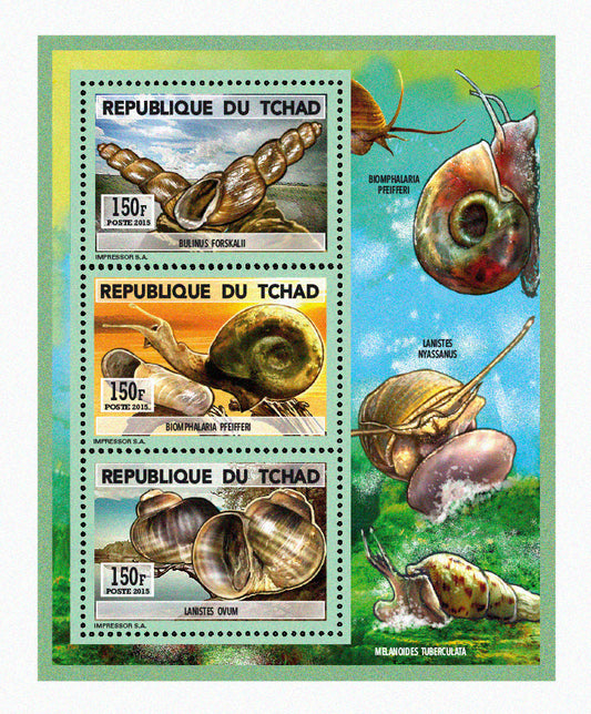 Natural History / Shellfish & snails