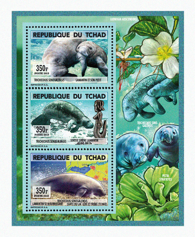 Natural History / Manatees of Lake Chad