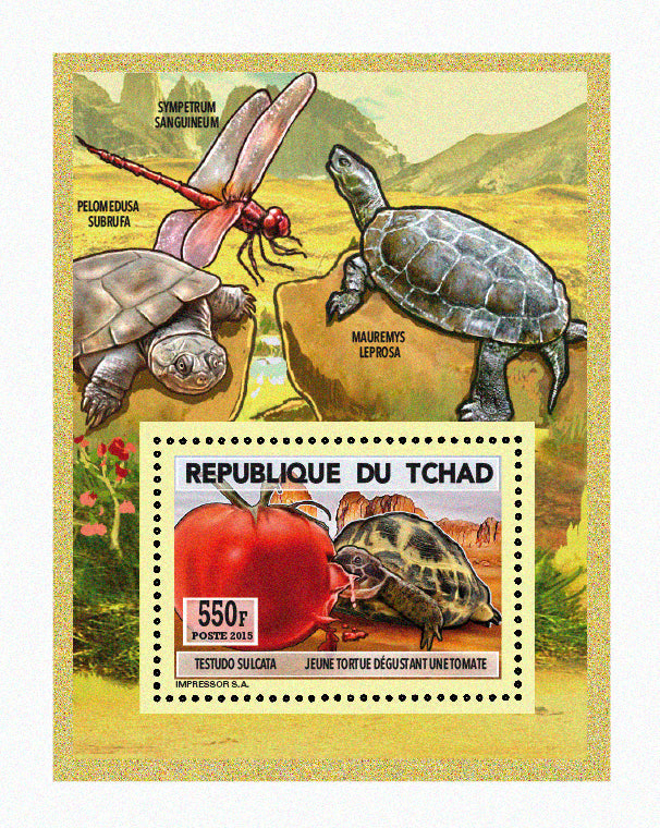Natural History / Turtles
