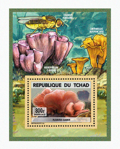 Natural History / Mushrooms