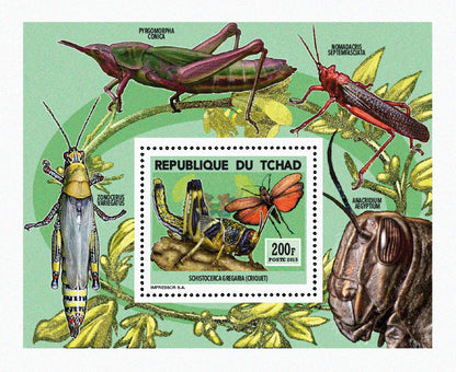 Insects and Birds  / Locusts