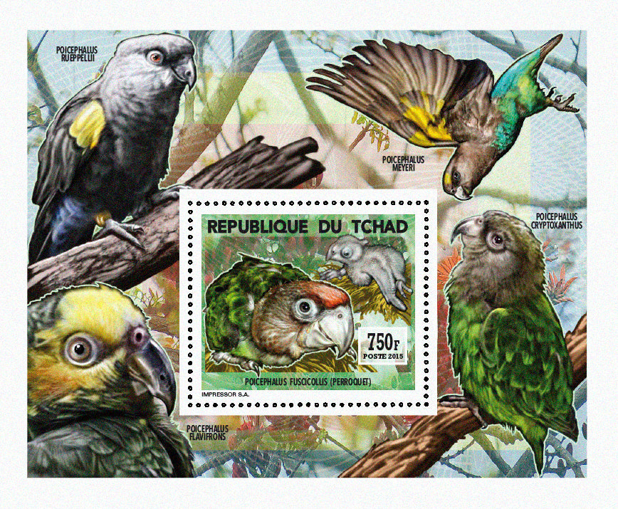 Insects and Birds / Parrots and Parakeets
