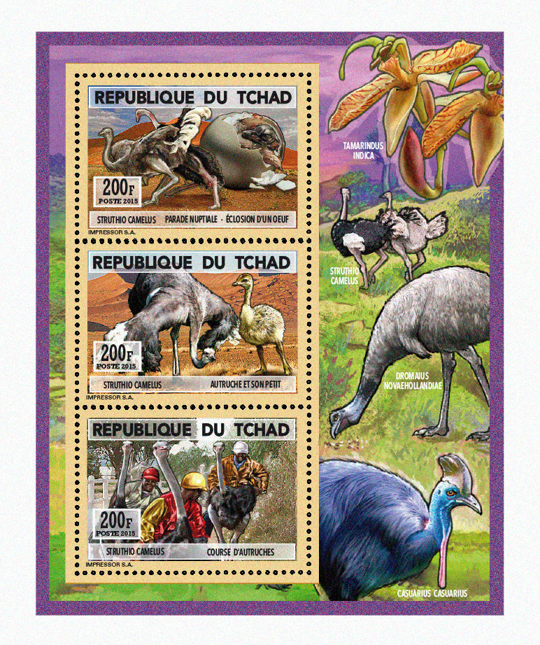 Natural History / Ostriches