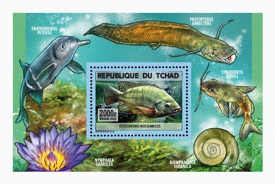 Natural History / Fish from Lake Chad
