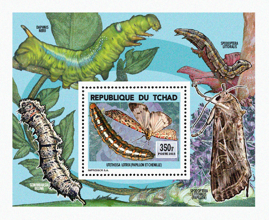 Insects and Birds / Butterflies and Caterpillars