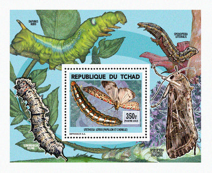Insects and Birds / Butterflies and Caterpillars