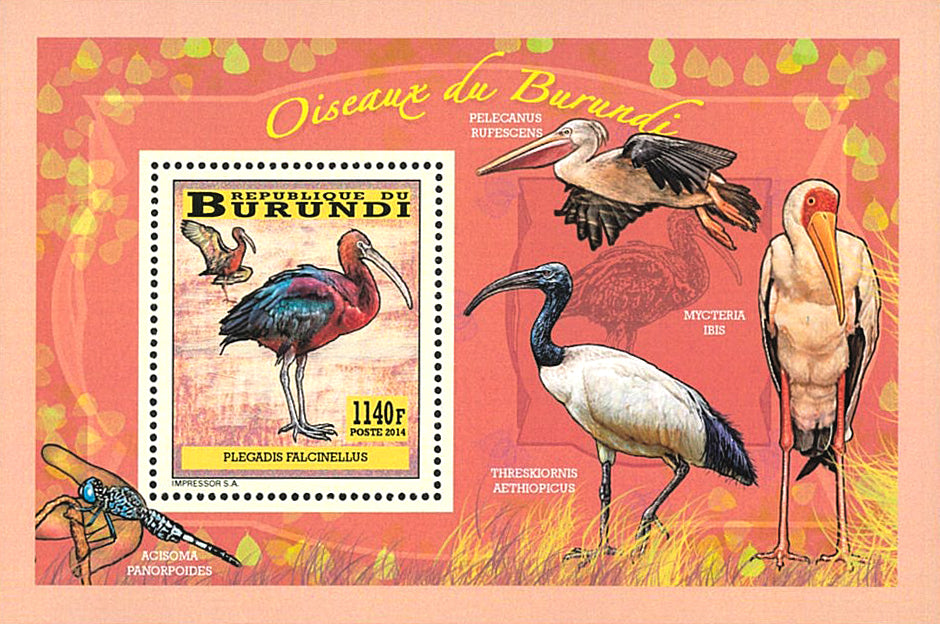 Fauna & Flora : Birds
